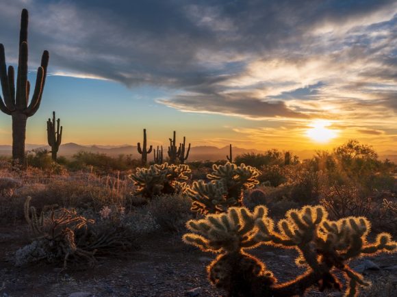 landscape photograph of Scottsdale, Arizona with a beautiful sunset in the distance with cacti and flora