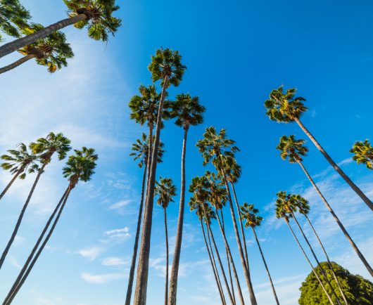 Clairemont Mesa Palm Trees